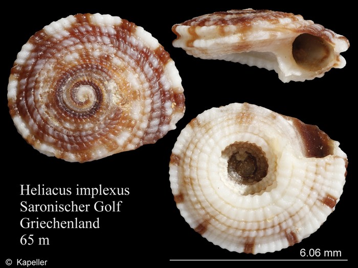 Heliacus implexus Heliacus implexus