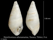 Hemiliostraca athenamariae