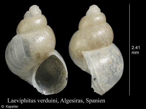 Laeviphitus verduini