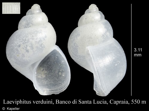 Laeviphitus verduini