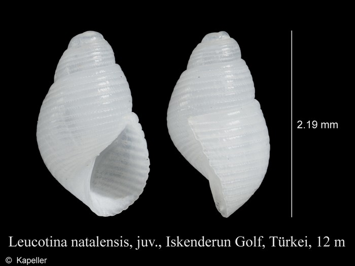 Leucotina natalensis Leucotina natalensis