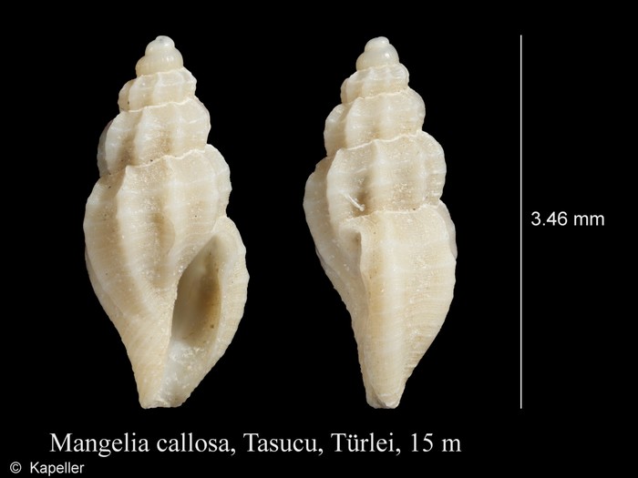 Mangelia callosa Mangelia callosa