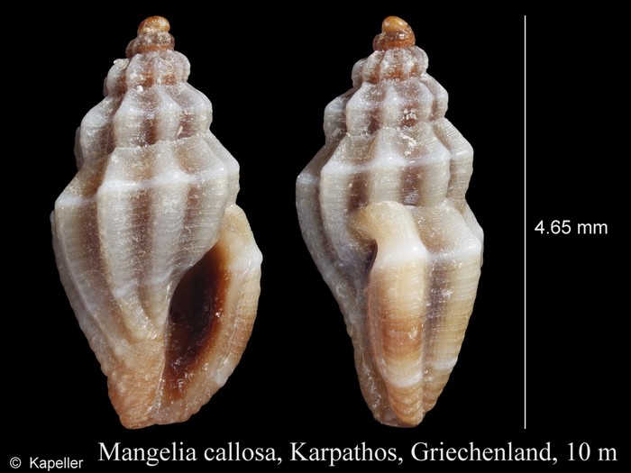 Mangelia callosa Mangelia callosa