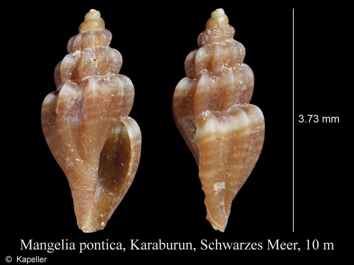 Mangelia pontica Mangelia pontica
