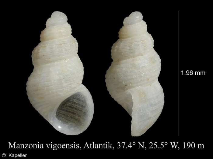 Manzonia vigoensis Manzonia vigoensis