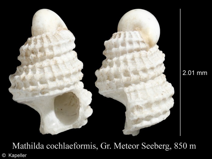 Mathilda cochlaeformis Mathilda cochlaeformis