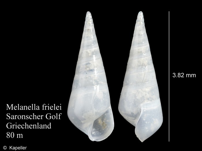 Melanella frielei Melanella frielei
