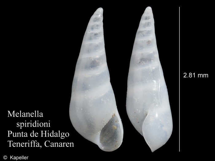 Melanella spiridioni Melanella spiridioni