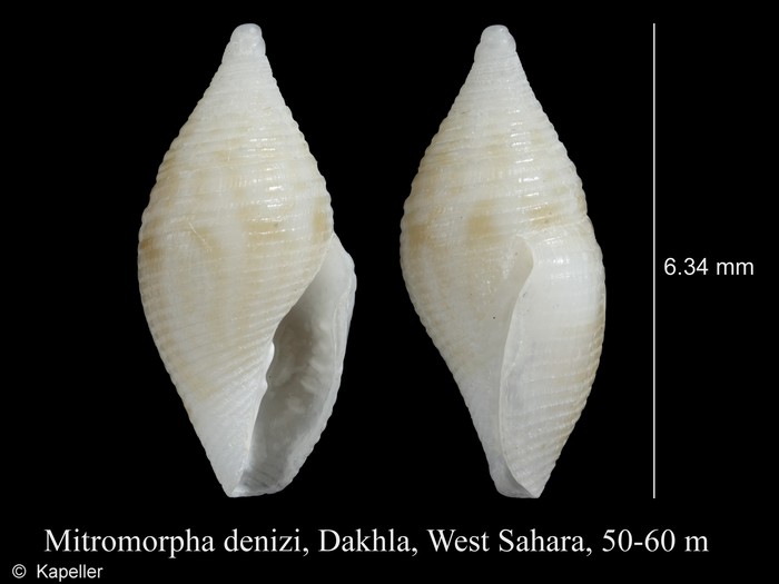Mitromorpha denizi Mitromorpha denizi