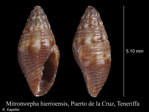 Mitromorpha hierroensis