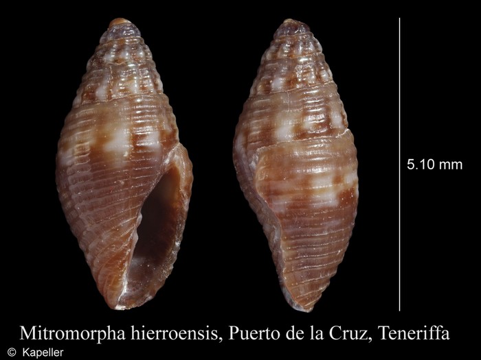 Mitromorpha hierroensis Mitromorpha hierroensis