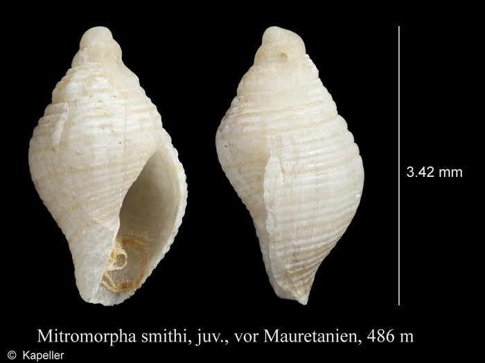 Mitromorpha smithi