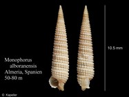 Monophorus alboranensis