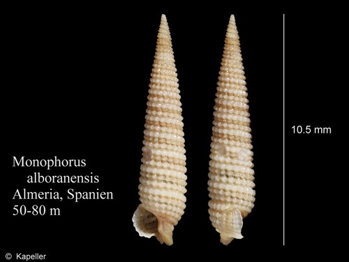 Monophorus alboranensis