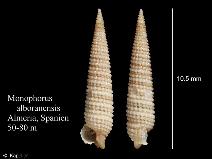 Monophorus alboranensis Monophorus alboranensis