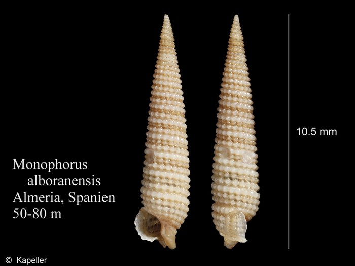 Monophorus alboranensis