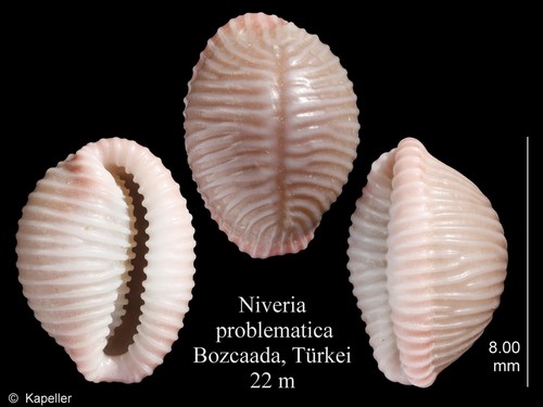 Niveria problematica