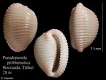 Pseudopusula problematica