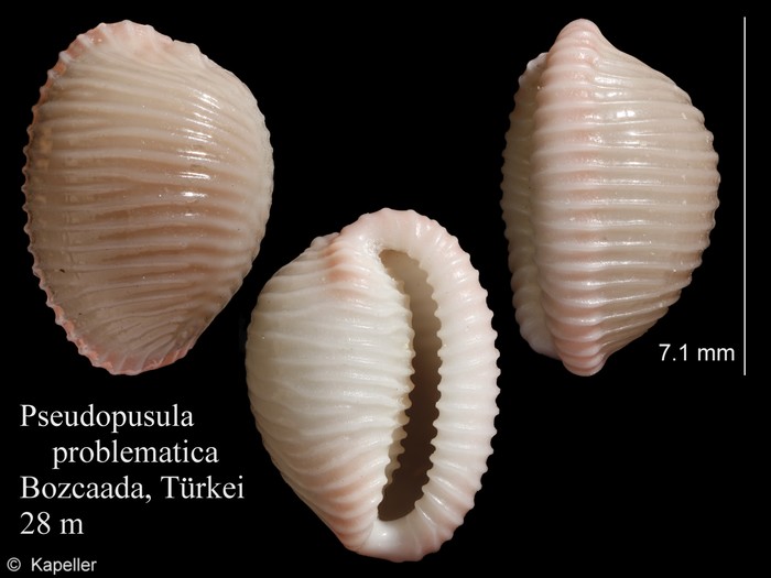 Pseudopusula problematica