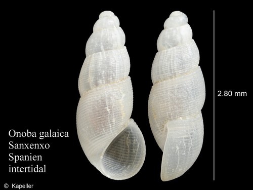 Onoba galaica