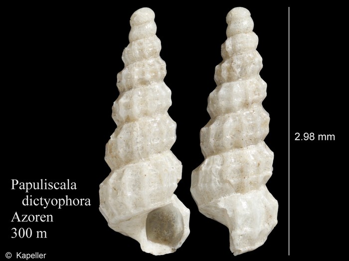 Papuliscala dictyophora Papuliscala dictyophora