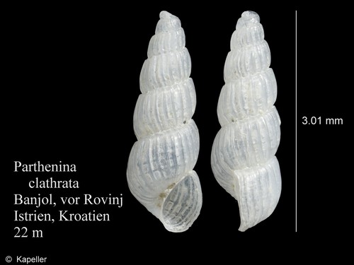 Parthenina clathrata