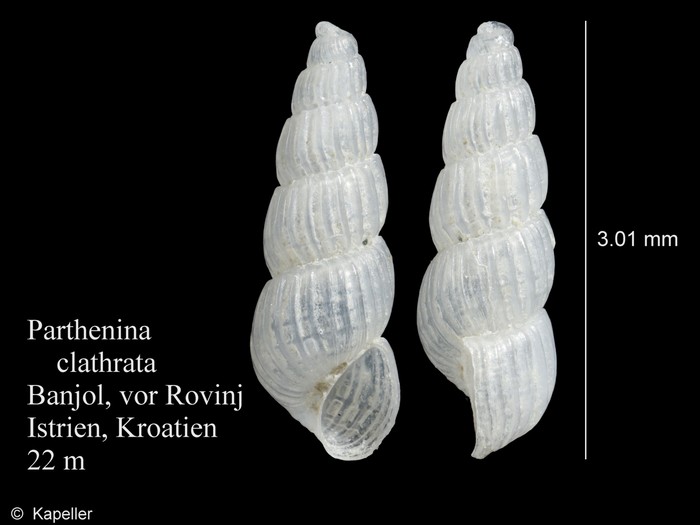 Parthenina clathrata Parthenina clathrata