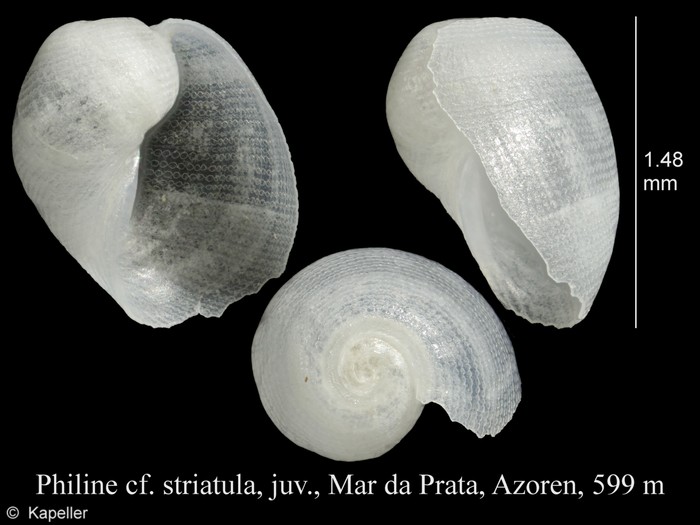 Philine striatula Philine striatula