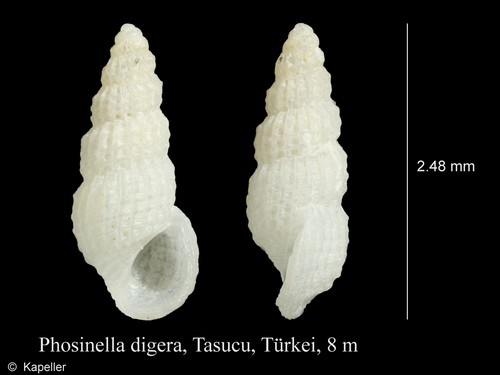 Phosinella digera