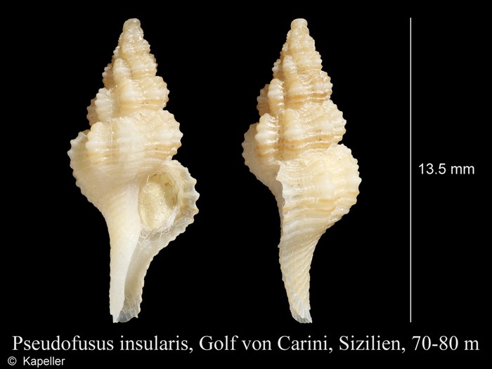 Pseudofusus insularis Pseudofusus insularis