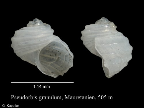 Pseudorbis granulum