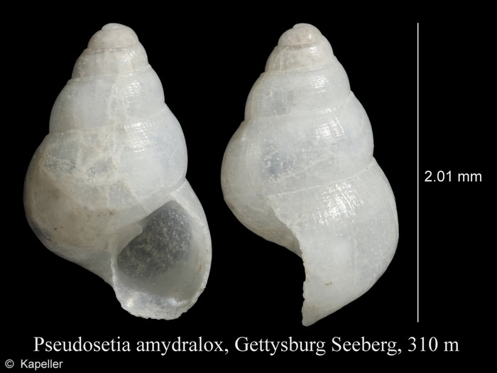 Pseudosetia amydralox Pseudosetia amydralox