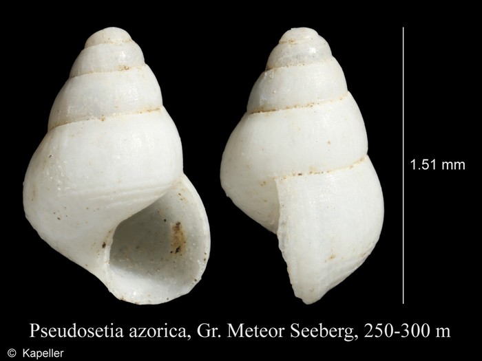 Pseudosetia azorica