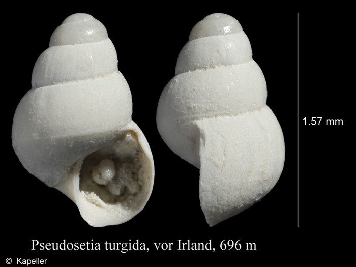 Pseudosetia turgida