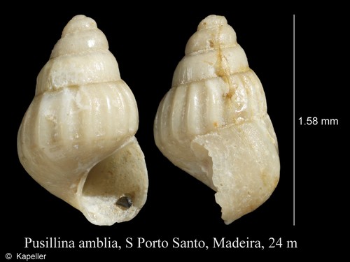 Pusillina amblia