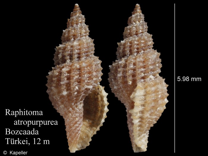 Raphitoma atropurpurea