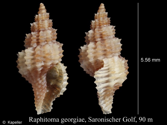 Raphitoma georgiae Raphitoma georgiae