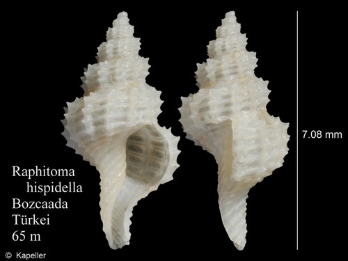 Raphitoma hispidella