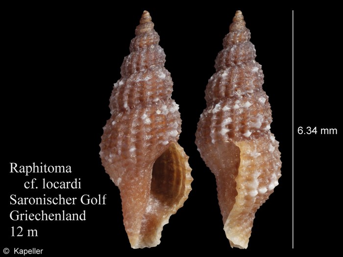 Raphitoma locardi Raphitoma locardi