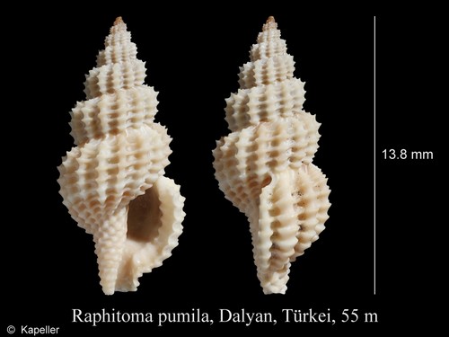 Raphitoma pumila