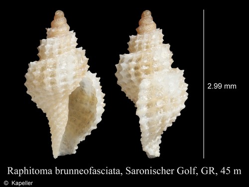 Raphitoma brunneofasciata