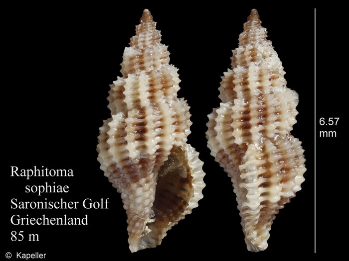 Raphitoma sophiae Raphitoma sophiae
