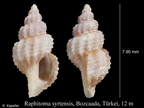 Raphitoma syrtensis