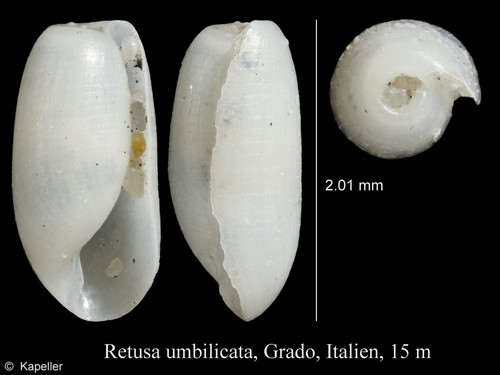 Retusa umbilicata