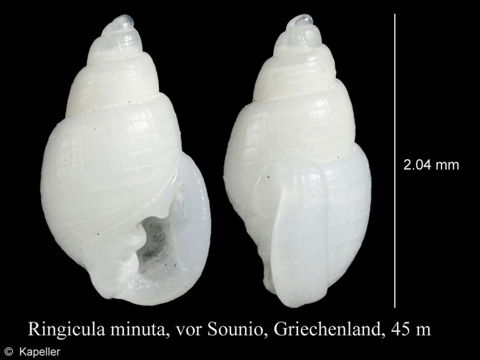 Ringicula minuta