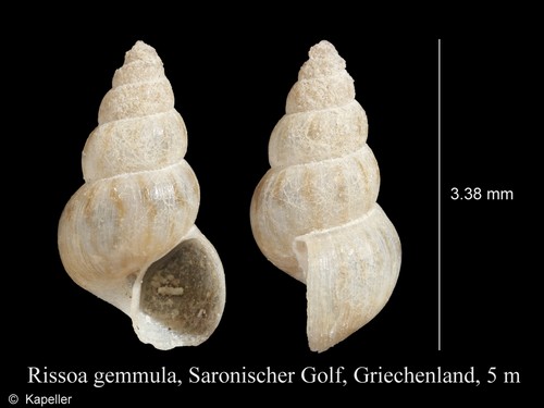 Rissoa gemmula