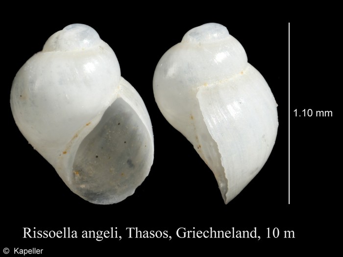 Rissoella angeli Rissoella angeli