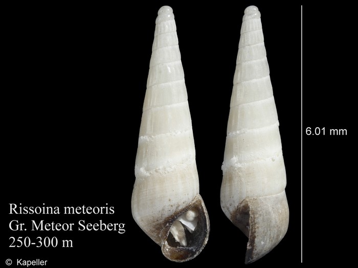 Rissoina meteoris