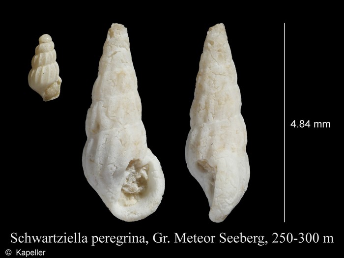 Schwartziella peregrina