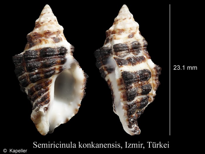 Semiricinula konkanensis Semiricinula konkanensis